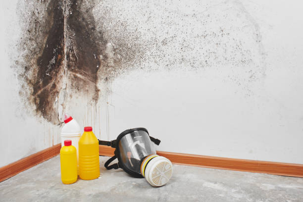 Best Basement Mold Remediation in Winlock, WA