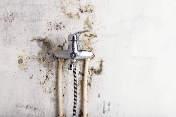 Best Bathroom Mold Remediation in Winlock, WA