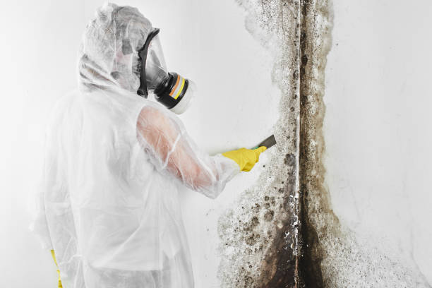 Best Emergency Mold Remediation in Winlock, WA