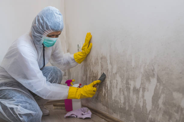 Best Mold Remediation for Schools in Winlock, WA