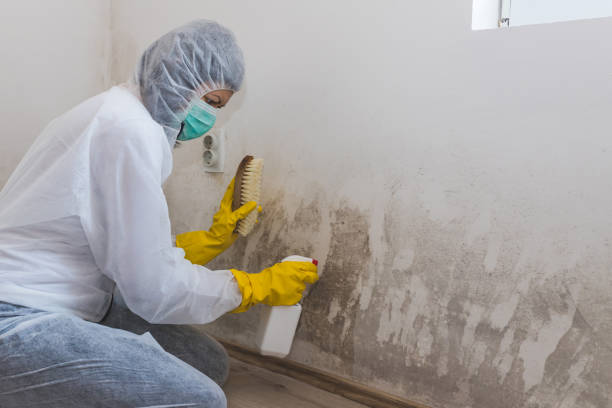 Best Bathroom Mold Remediation in Winlock, WA