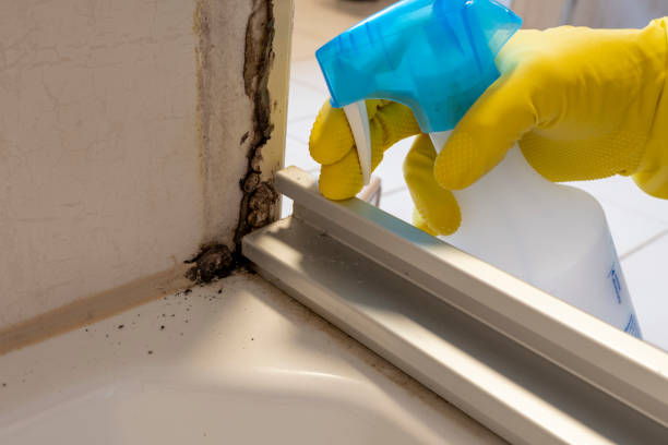 Best HVAC Mold Remediation in Winlock, WA