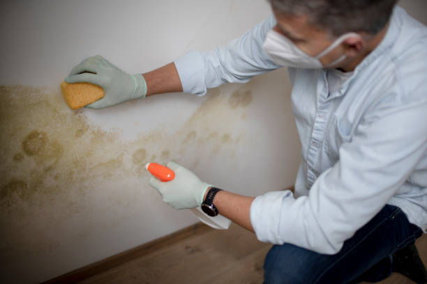 Best Localized Mold Remediation (e.g., coastal areas, humid climates) in Winlock, WA