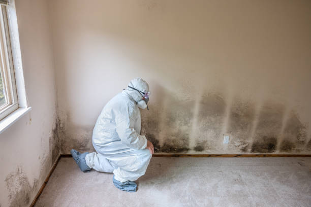 Best DIY Mold Remediation Support Services in Winlock, WA