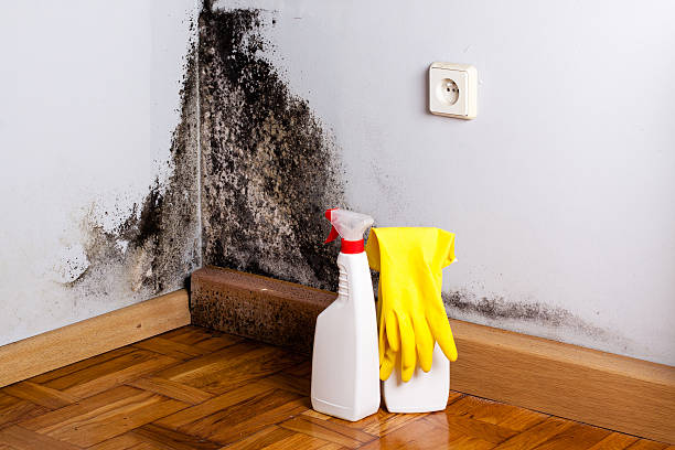 Best Black Mold Remediation in Winlock, WA