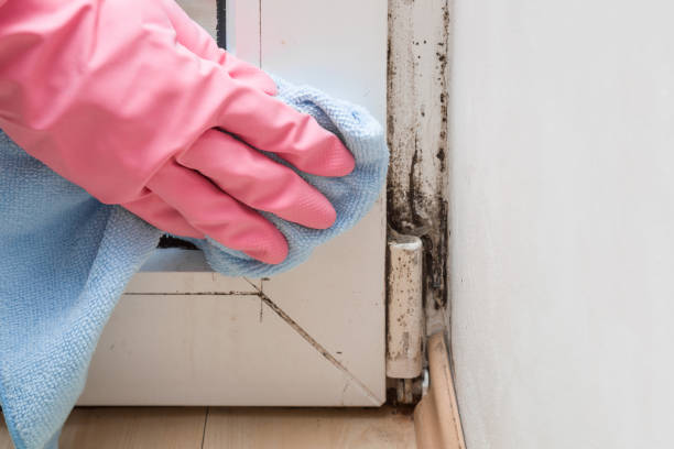 Best Attic Mold Remediation in Winlock, WA