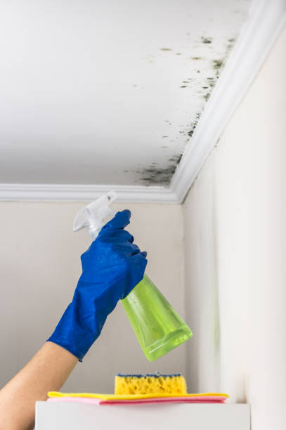 Best Commercial Mold Remediation in Winlock, WA