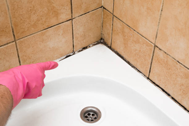 Best Mold Testing and Inspection Services in Winlock, WA